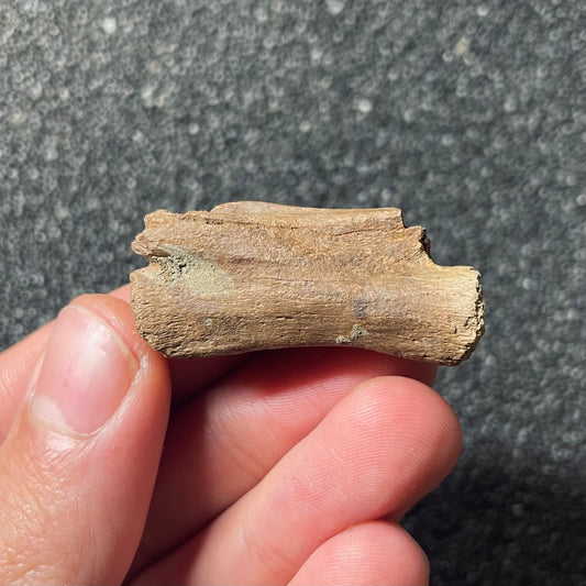 F2099 | Dinosauro | Struthiomimus sp.