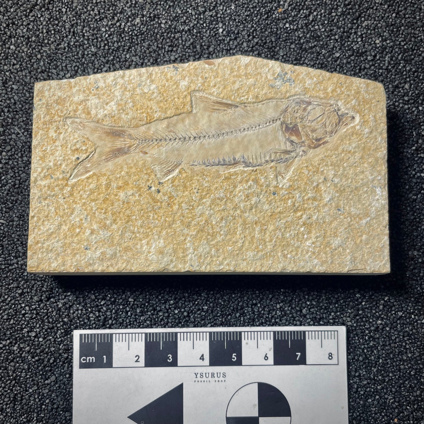 F2004 | Pesce | Knightia eocaena