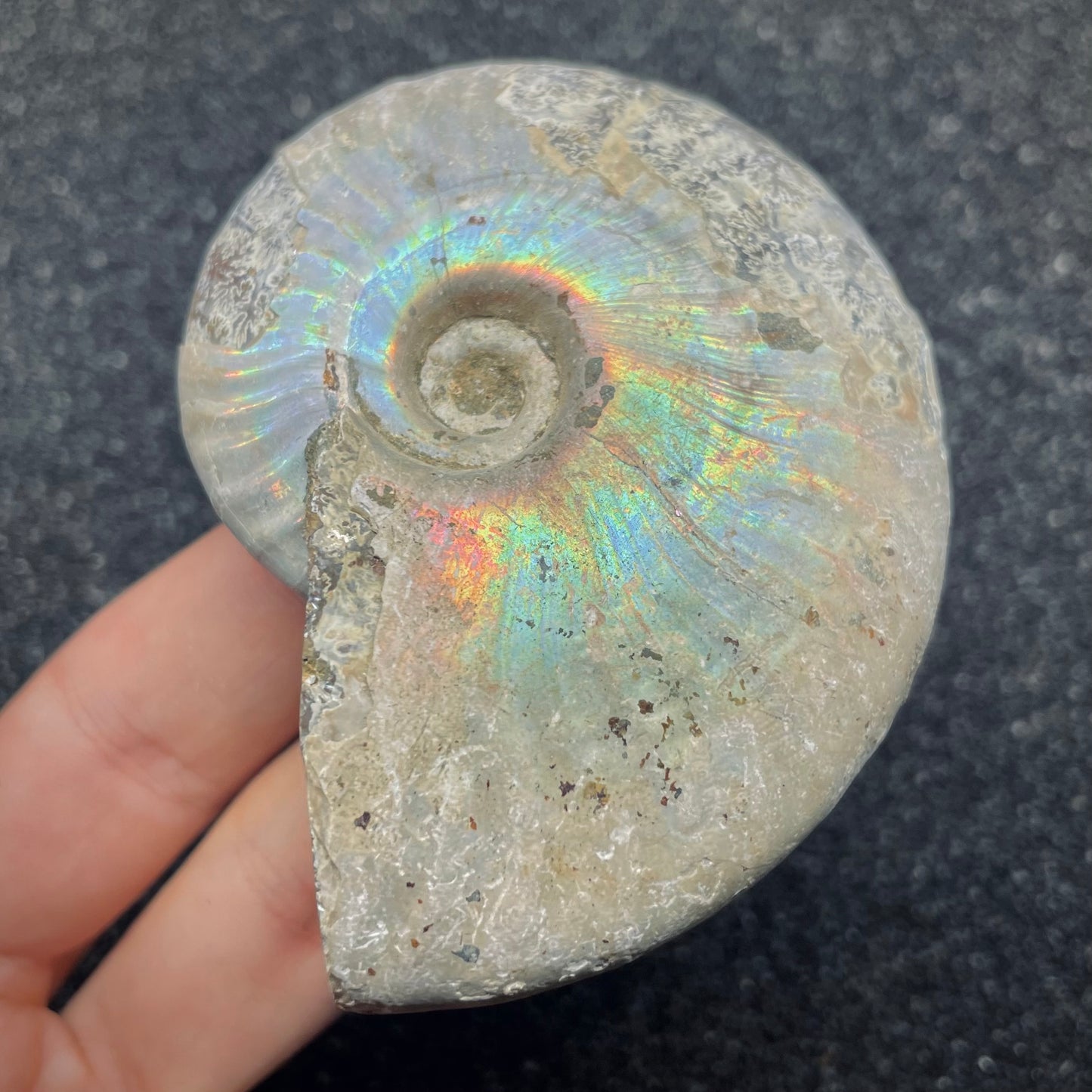 F2653 | Ammonite | Cleoniceras sp.