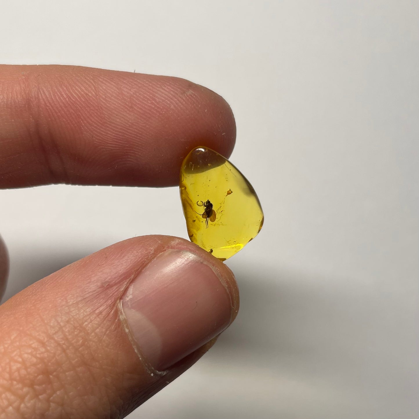 F2422 | Ambra con inclusione | Dolichopodidae indet.