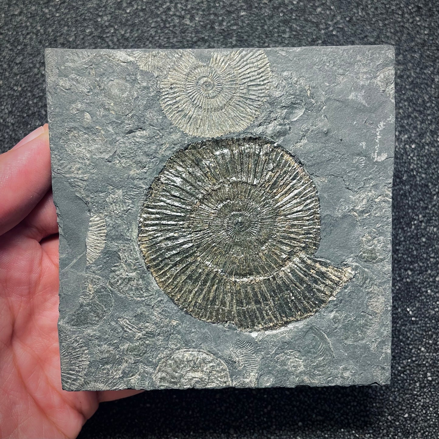 F1976 | Ammonite | Dactylioceras commune