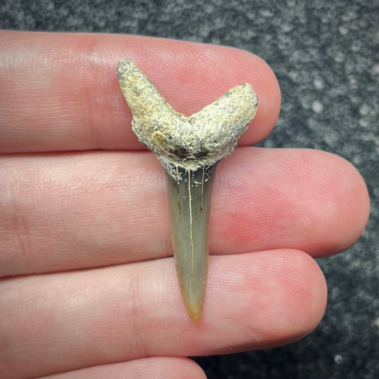 F2735 | Squalo | Odontaspididae indet.