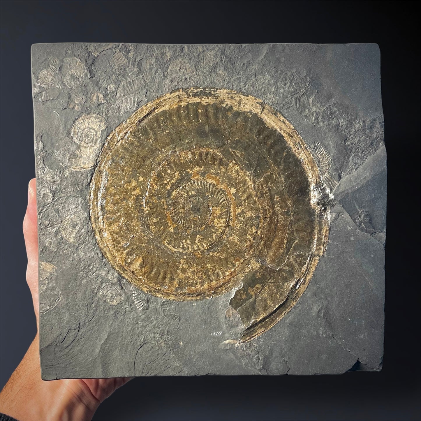 F2177 | Ammonite | Hildoceras sp.