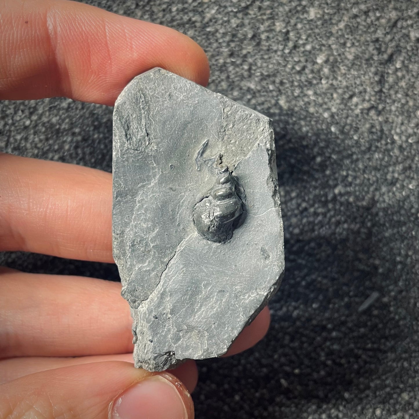 F2564 | Gasteropode | Toarctocera subpunctata