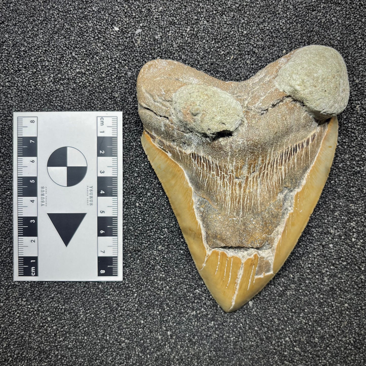 F2930 | Squalo | Otodus megalodon