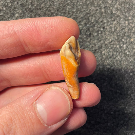 F2408 | Orso | Ursus spelaeus