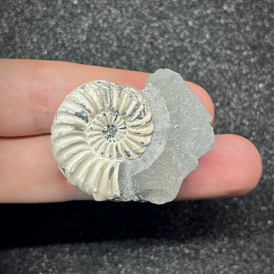 F2905 | Ammonite | Pleuroceras sp.