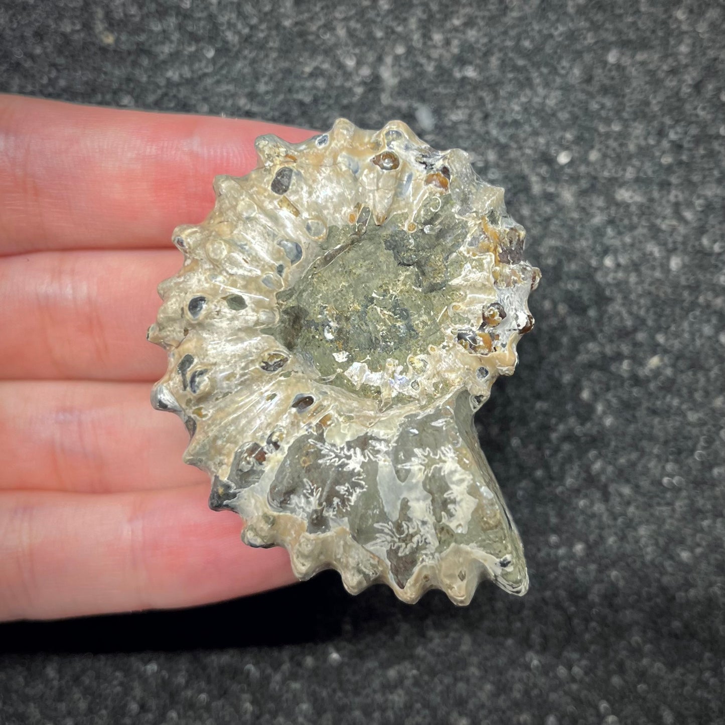 F2963 | Ammonite | Douvilleiceras sp.