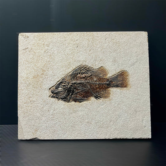 F3064 | Pesce | Cockerellites liops