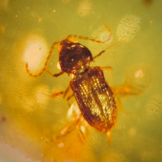 F548 | Ambra con inclusione | Coleoptera indet.