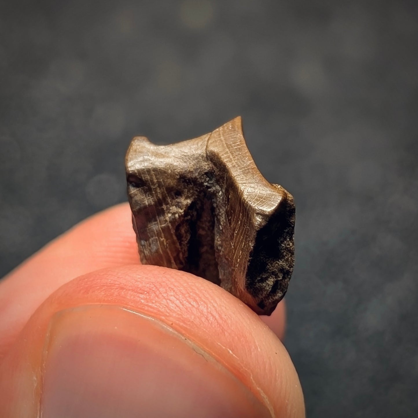 F2800 | Dinosauro | Triceratops sp.
