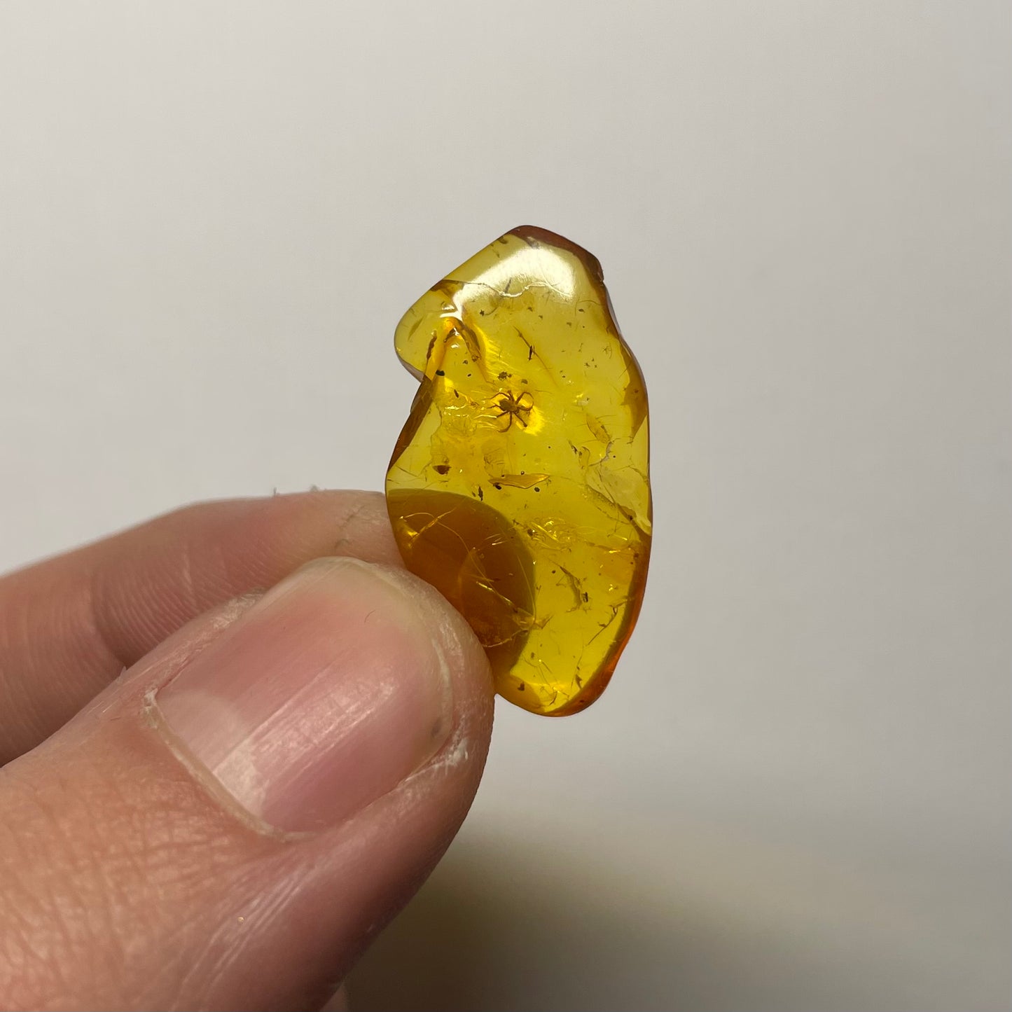 F2432 | Ambra con inclusione | Anystoidea indet.