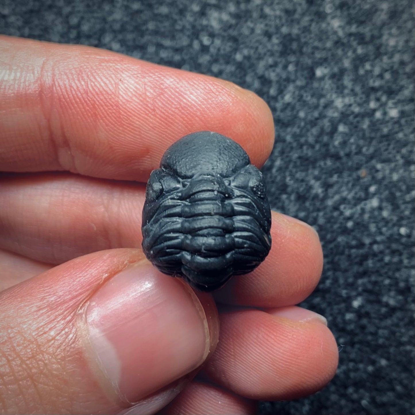 F693 | Trilobite | Phacopidae indet.