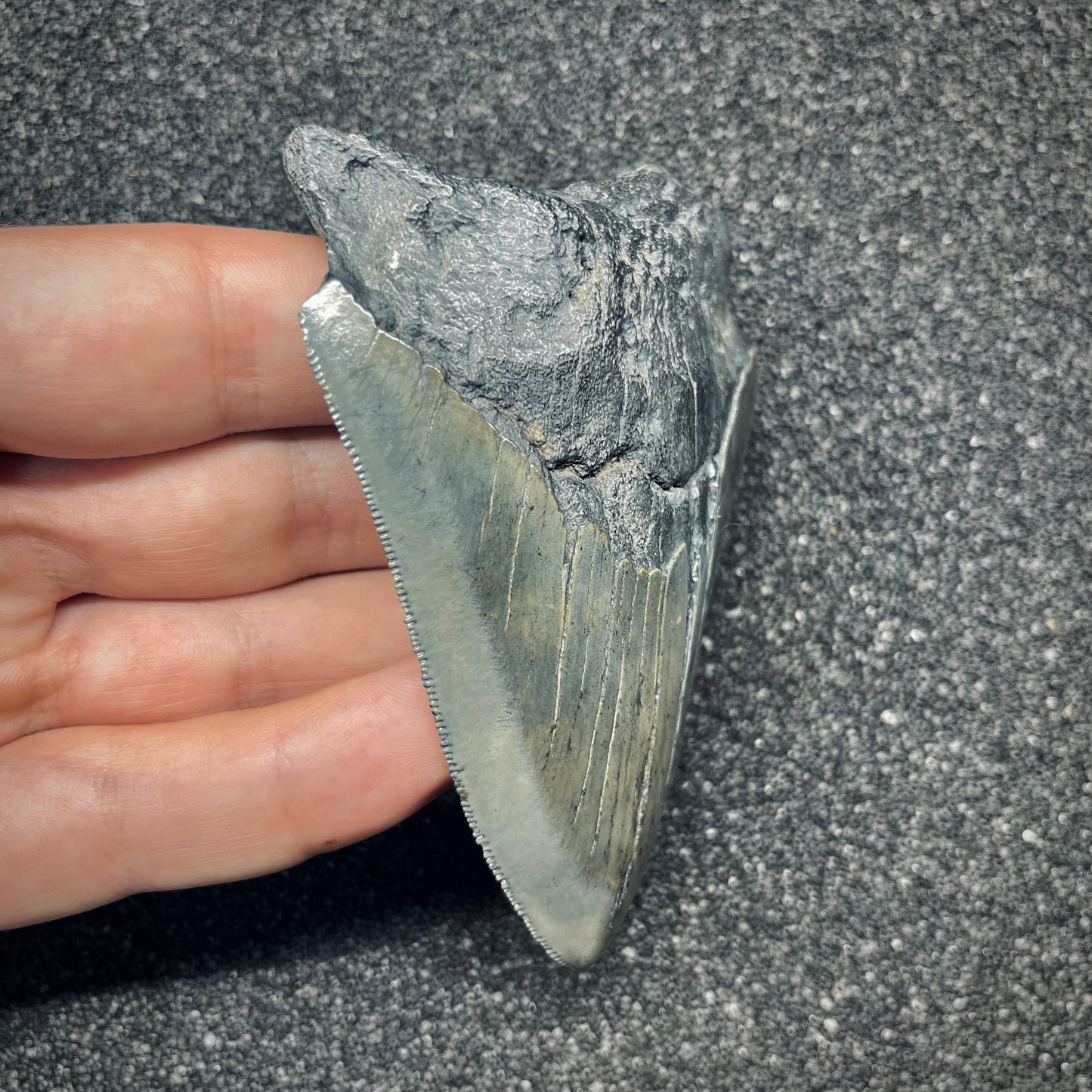 F2778 | Squalo | Otodus megalodon
