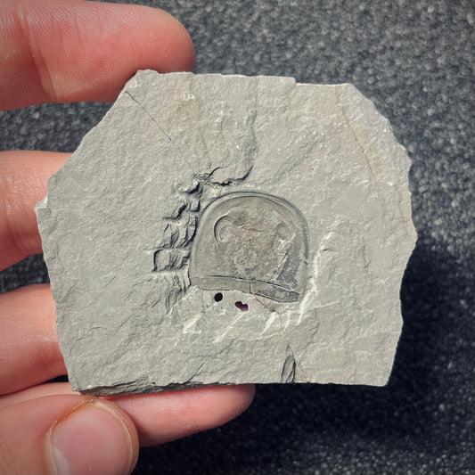 F1864 | Scorpione di mare | Eurypterus tetragonophtalmus