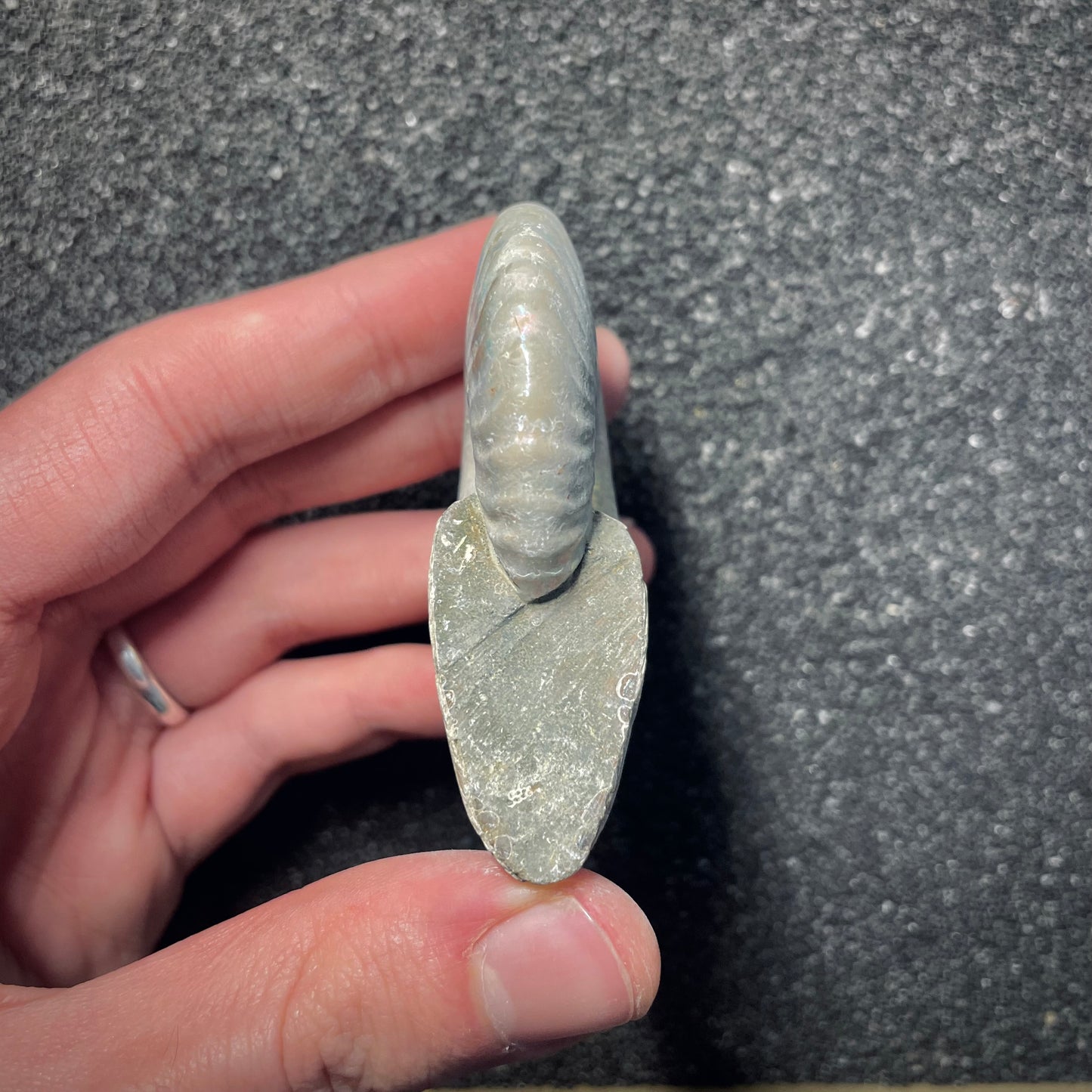 F2153 | Ammonite | Cleoniceras sp.