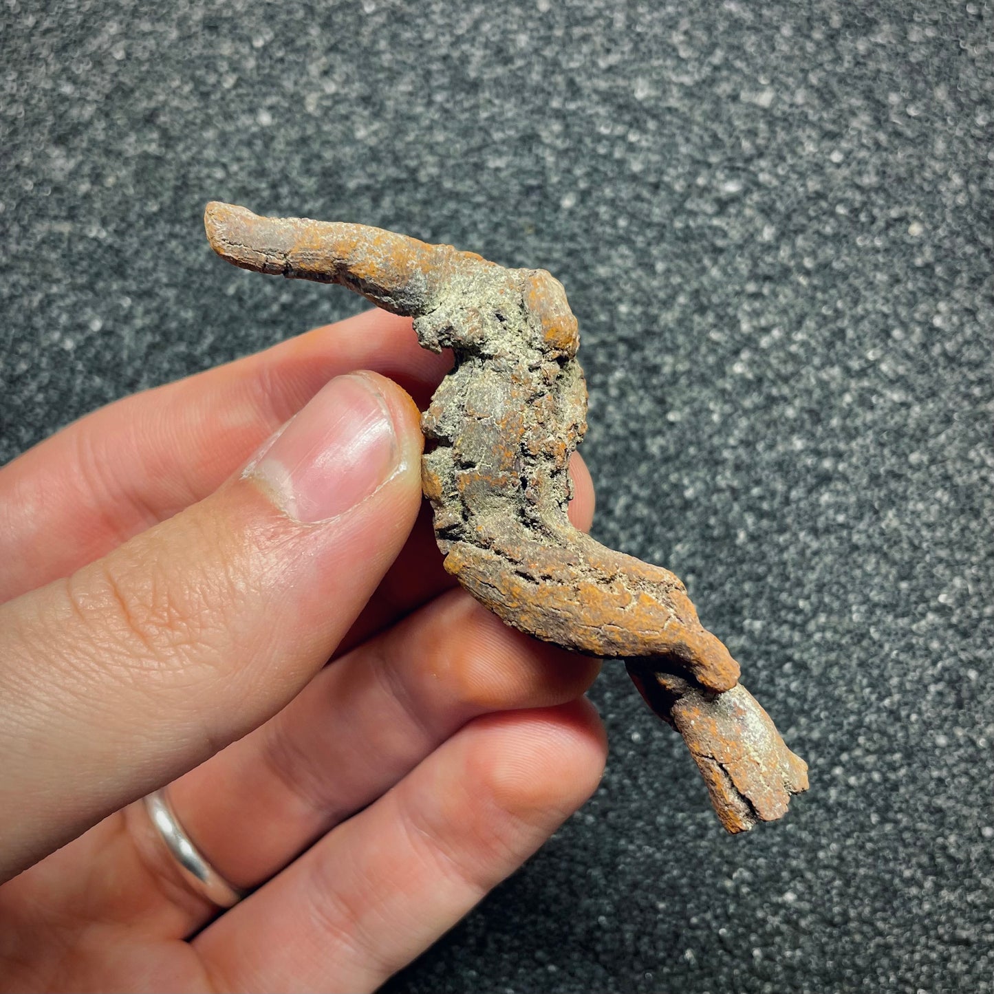 F2766 | Coprolite - Cololite | Testuggine