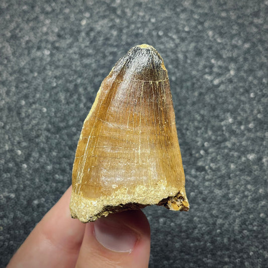 F2693 | Mosasauro | Prognathodon curii
