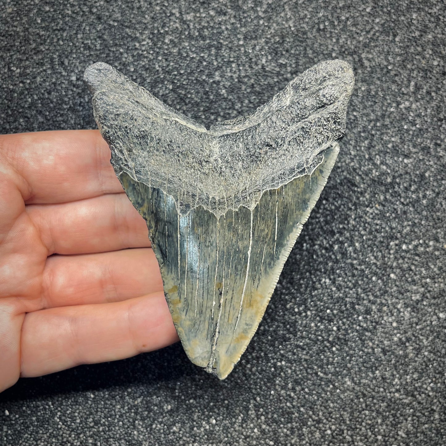 F2780 | Squalo | Otodus megalodon
