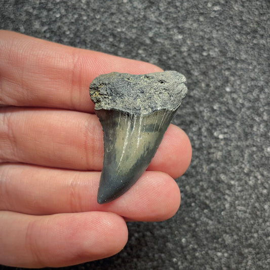 F3045 | Squalo |  Carcharodon hastalis