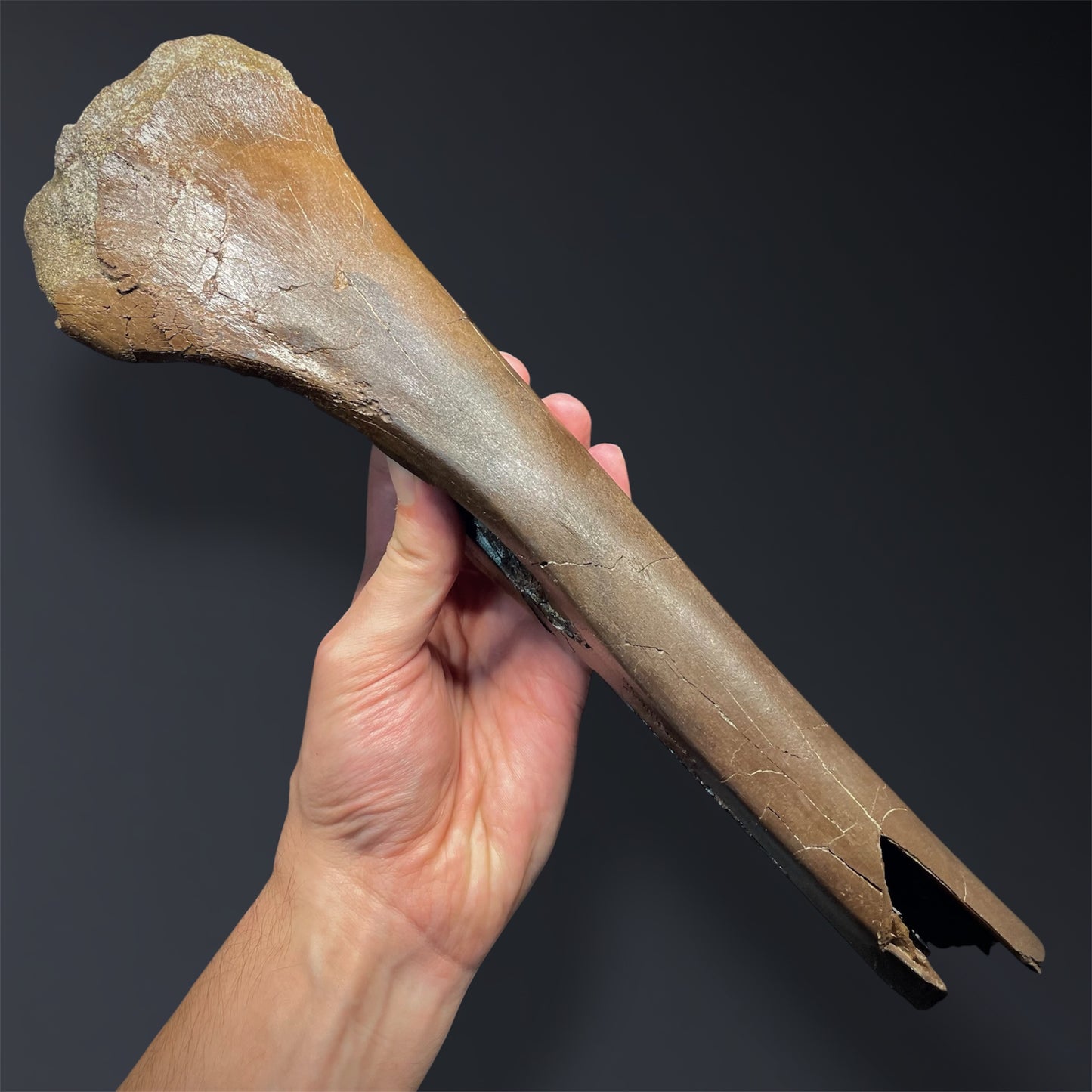 F2823 | Dinosauro | Ornithomimidae indet.