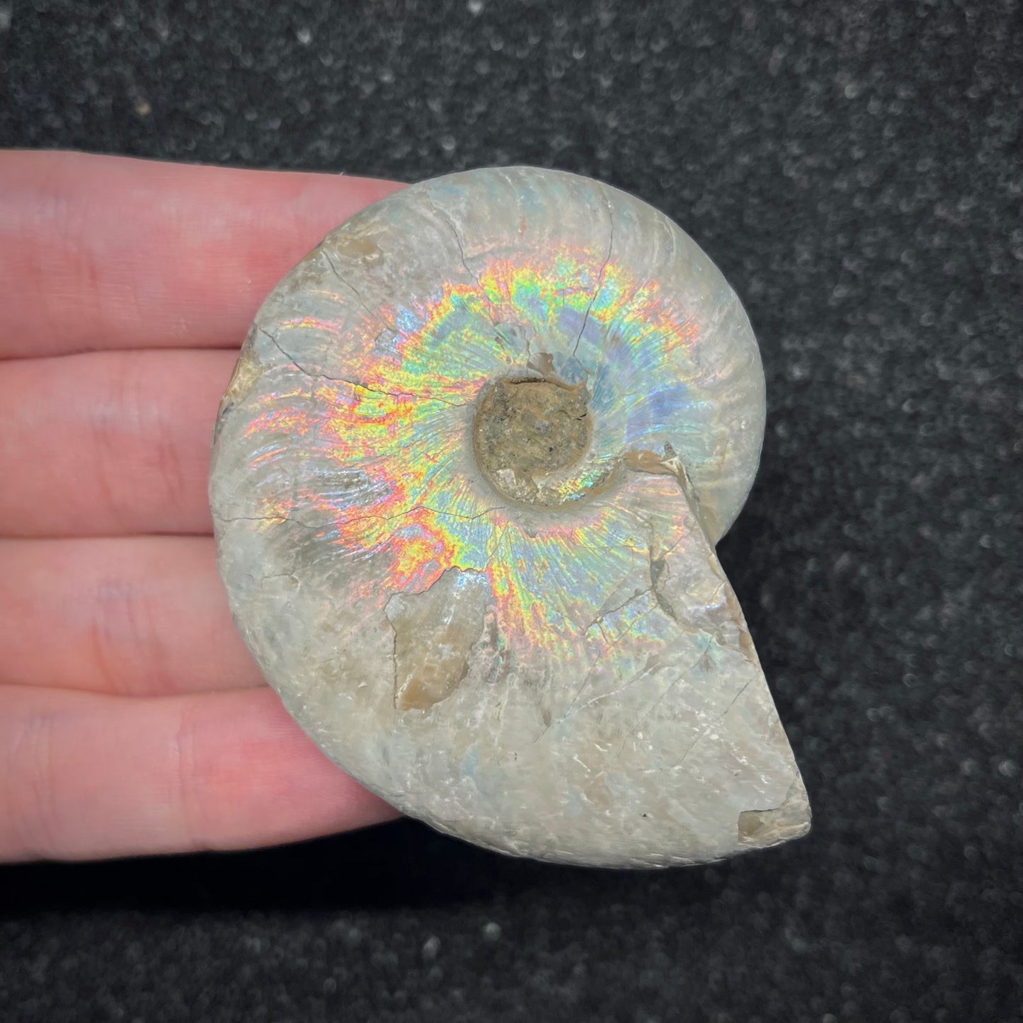 F2959 | Ammonite | Cleoniceras sp.