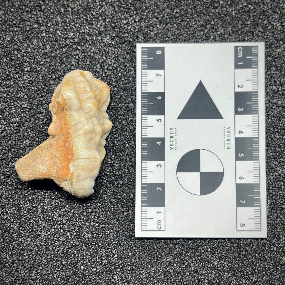 F2995 | Orso | Ursus spelaeus