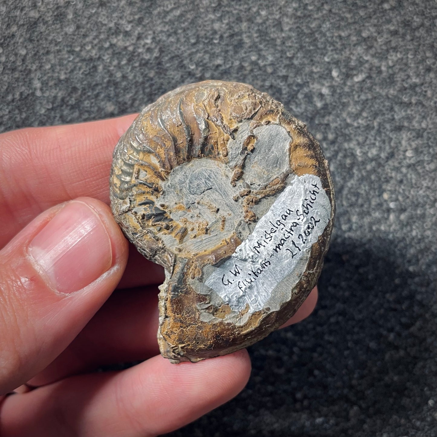 F2548 | Ammonite | Pleydellia sp.
