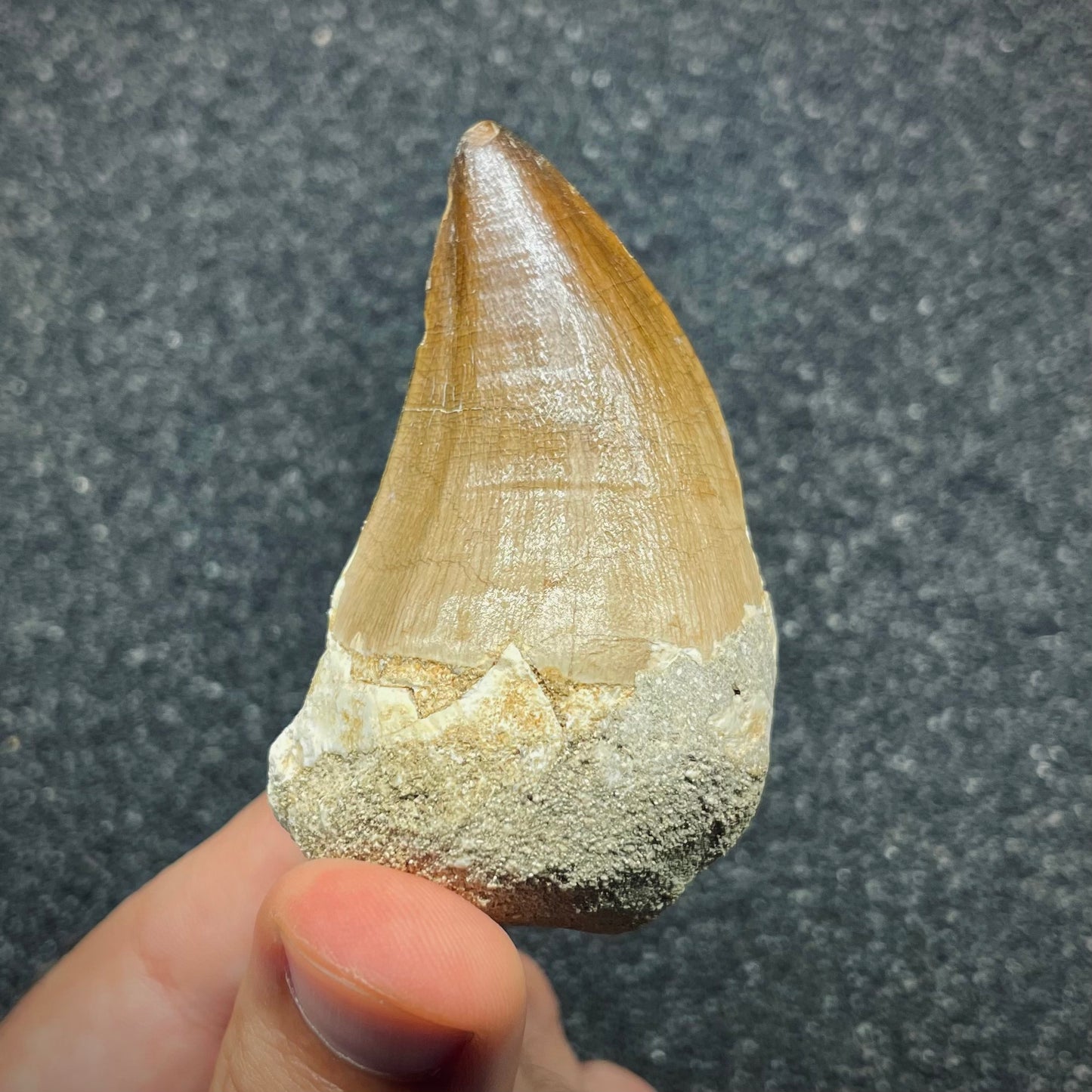 F2689 | Mosasauro | Prognathodon sp.