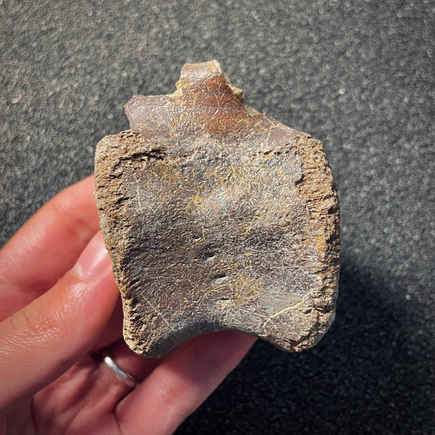 F2046 | Dinosauro | Hadrosauridae indet.