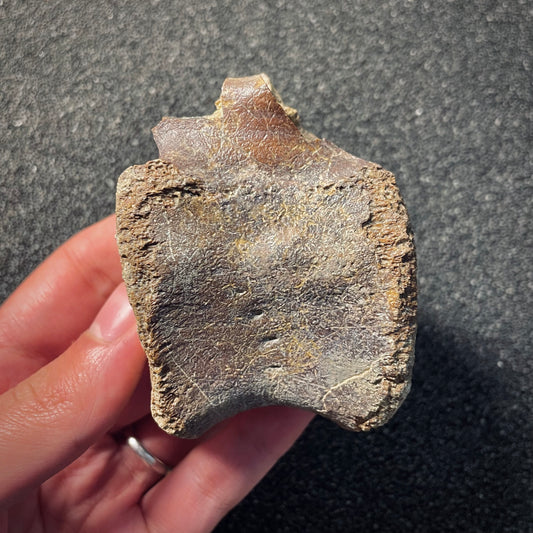 F2046 | Dinosauro | Hadrosauridae indet.