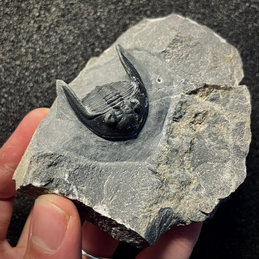 F2150 | Trilobite | Mrakibina cattoi