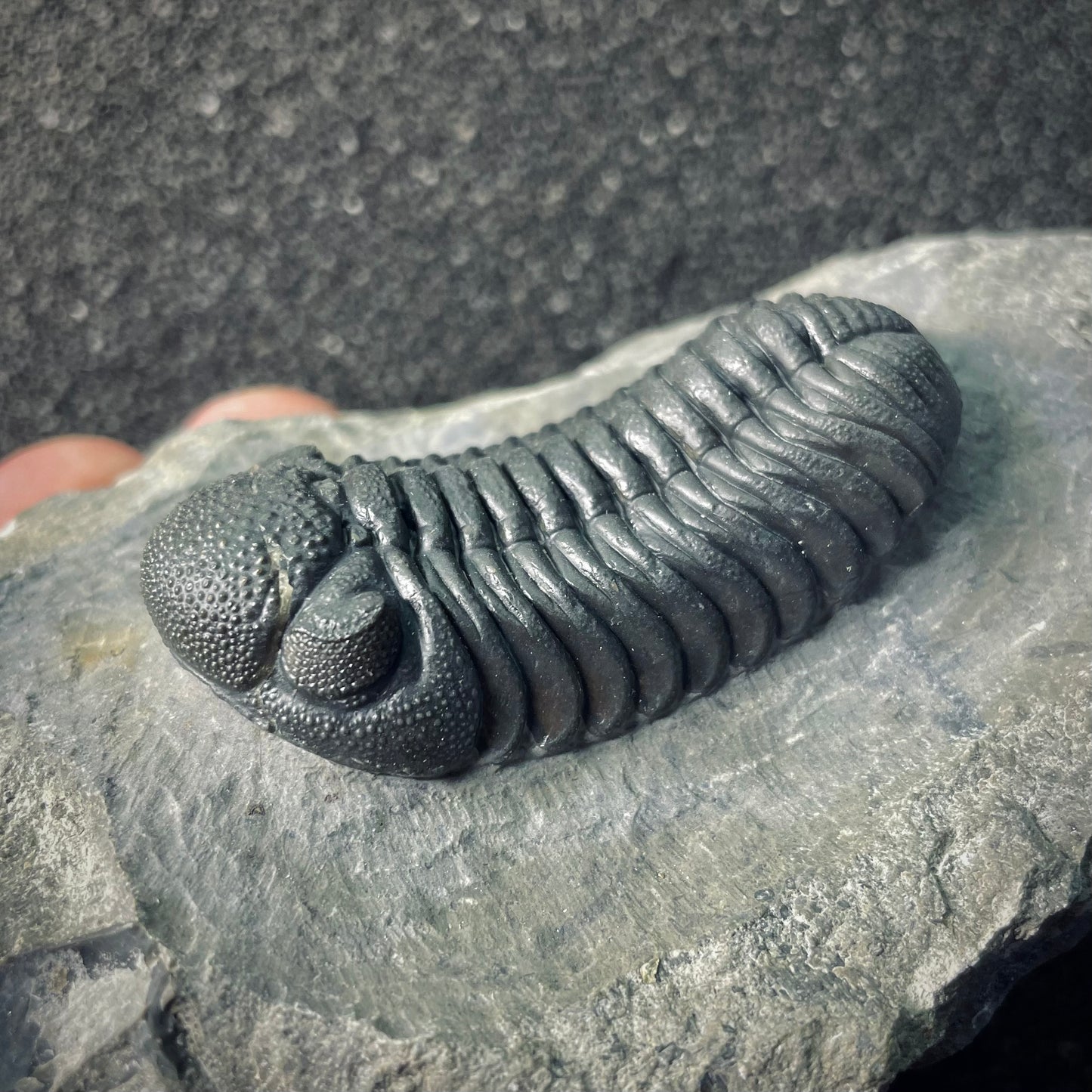 F2613 | Trilobite | Phacopidae indet.