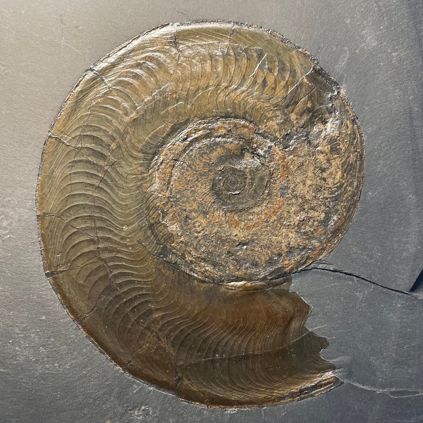 F1253 | Ammonite | Harpoceras falcifer