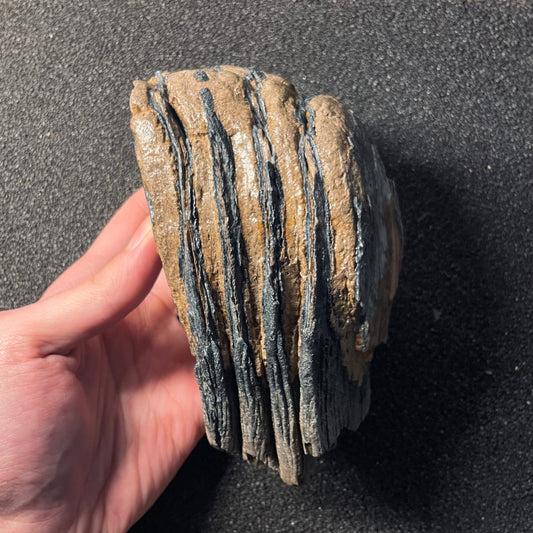 F2445 | Mammut | Mammuthus sp.