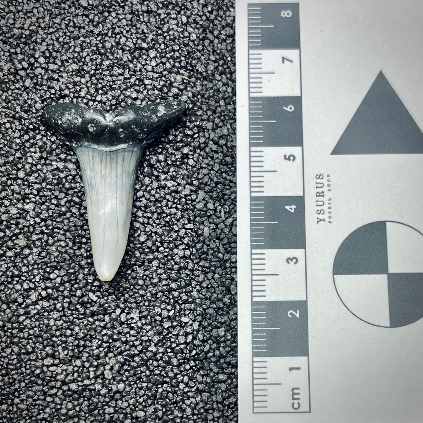 F2740 | Squalo | Odontaspididae indet.