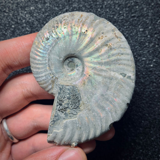 F762 | Ammonite | Cleoniceras sp.