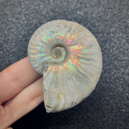 F2652 | Ammonite | Cleoniceras sp.