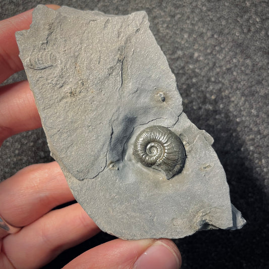 F2172 | Ammonite | Graphoceratidae indet.