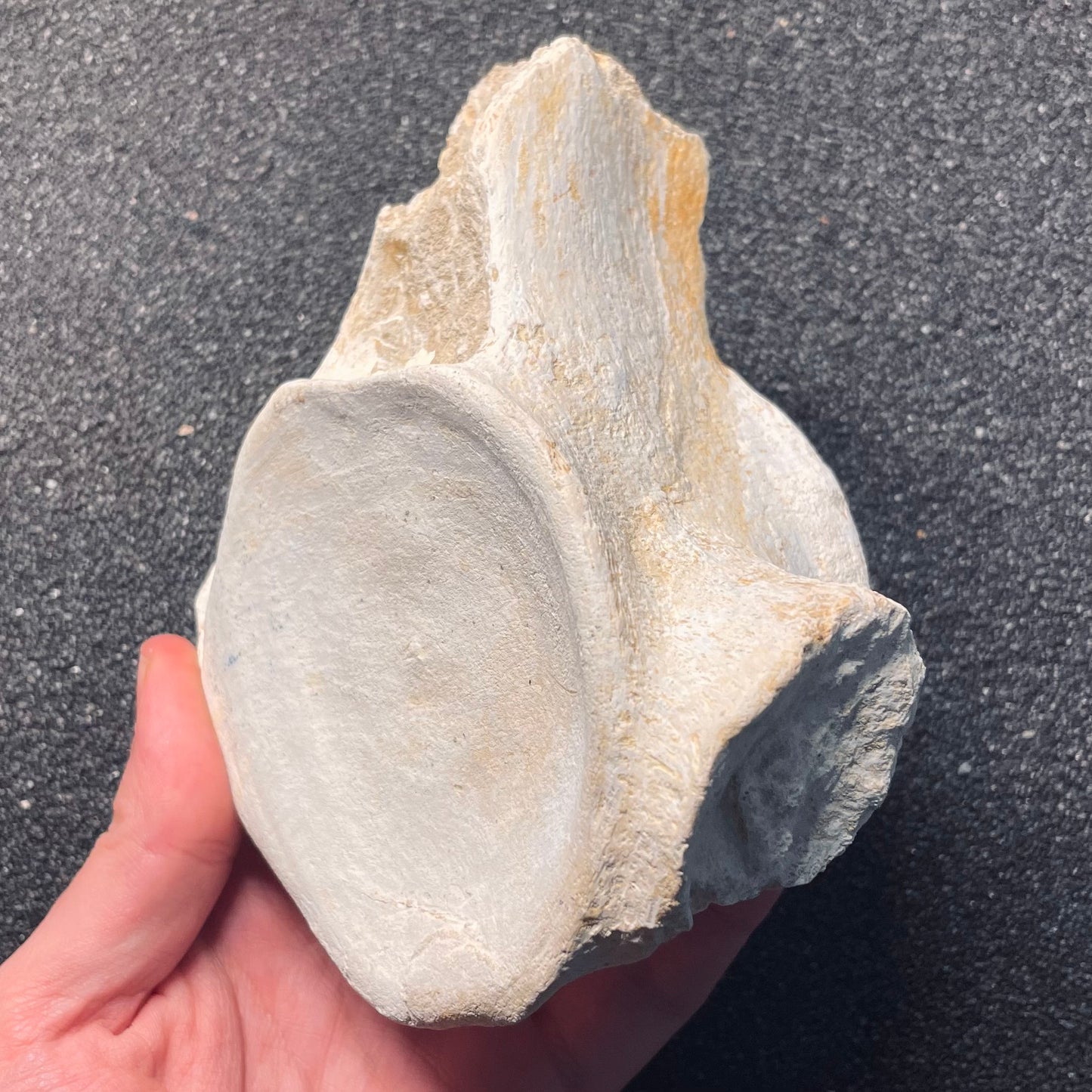 F2123 | Mosasauro | Mosasauridae indet.