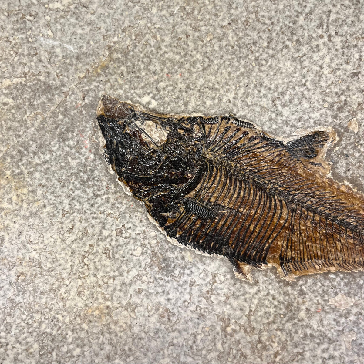 F3069 | Pesce | Diplomystus dentatus