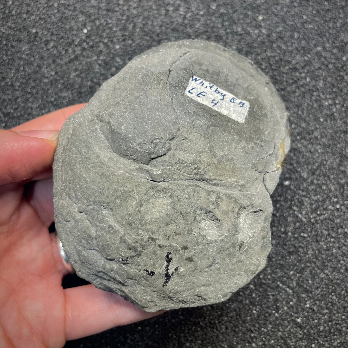 F2813 | Ammonite | Dactylioceras tenuicostatum