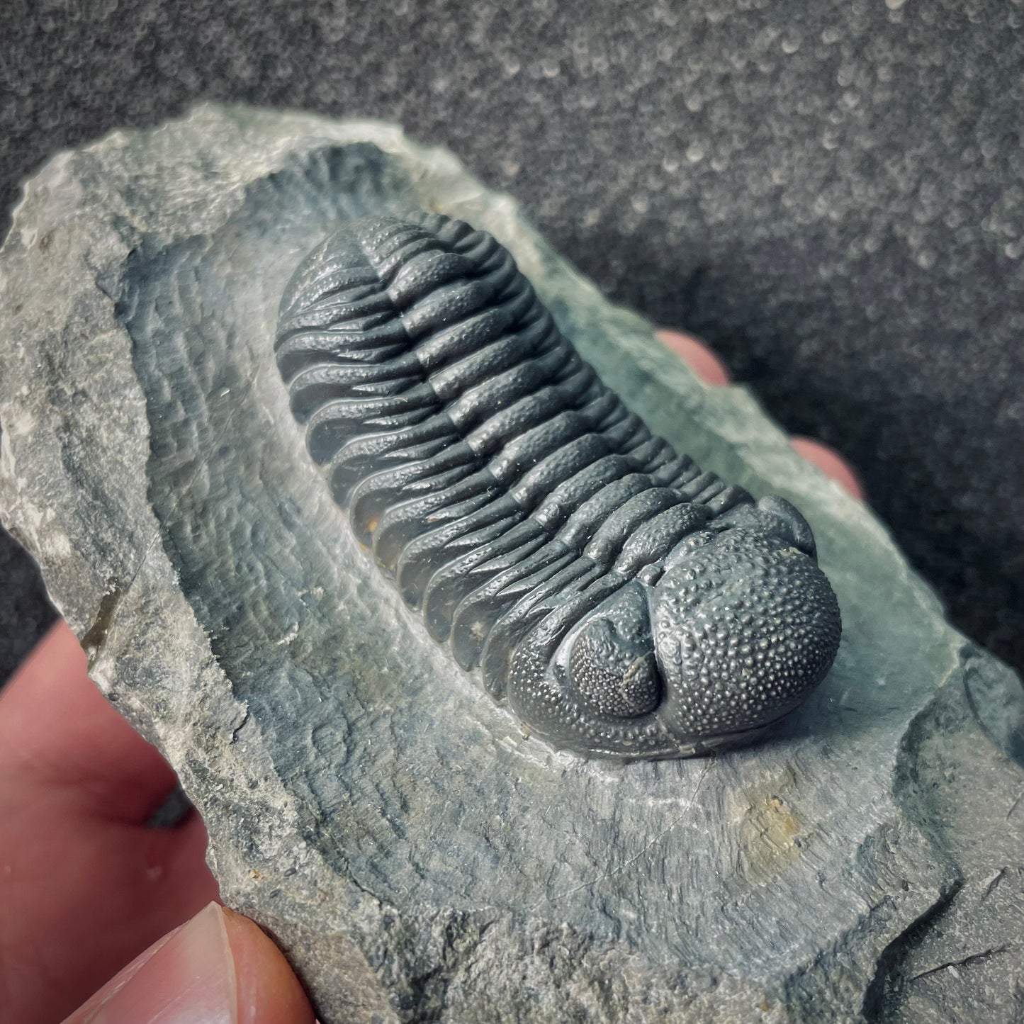 F2613 | Trilobite | Phacopidae indet.