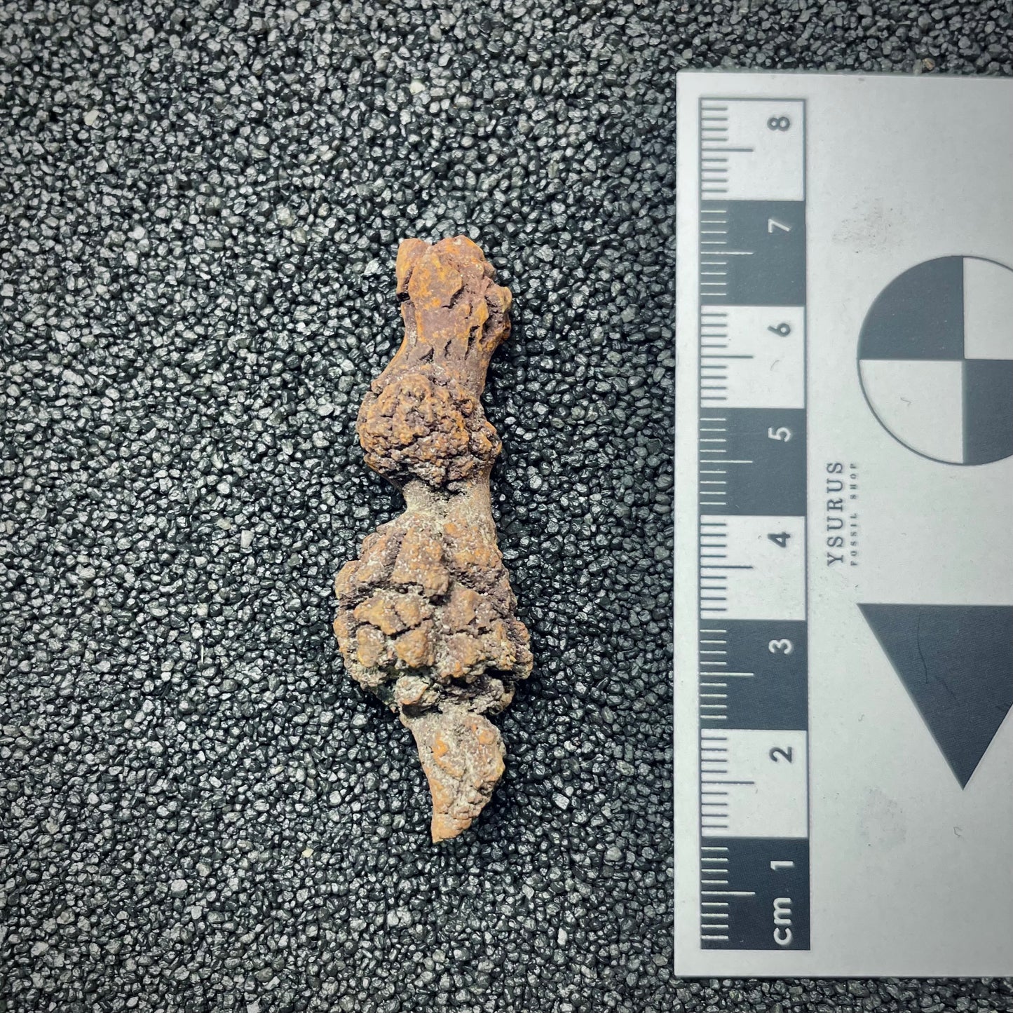 F2767 | Coprolite - Cololite | Testuggine