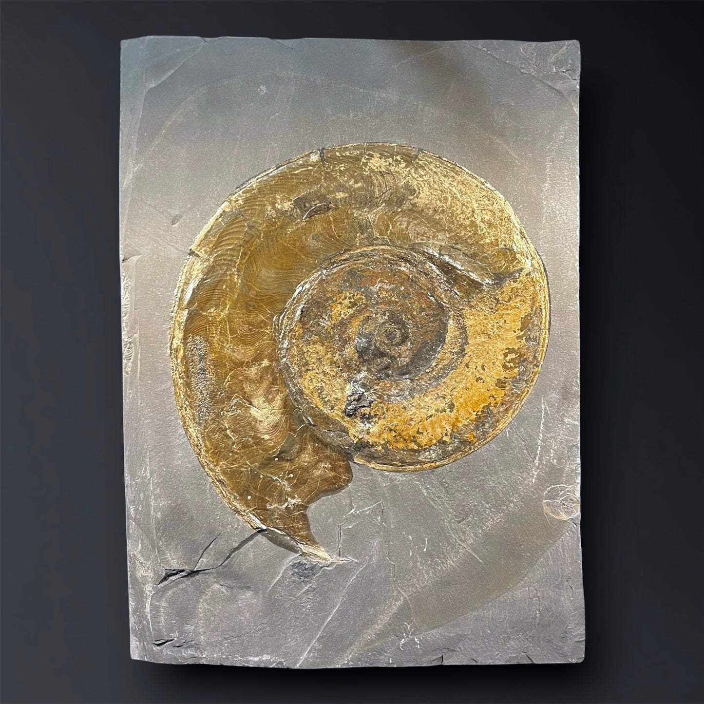 F2789 | Ammonite | Harpoceras falcifer