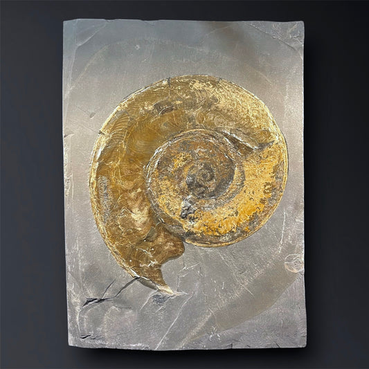 F2789 | Ammonite | Harpoceras falcifer