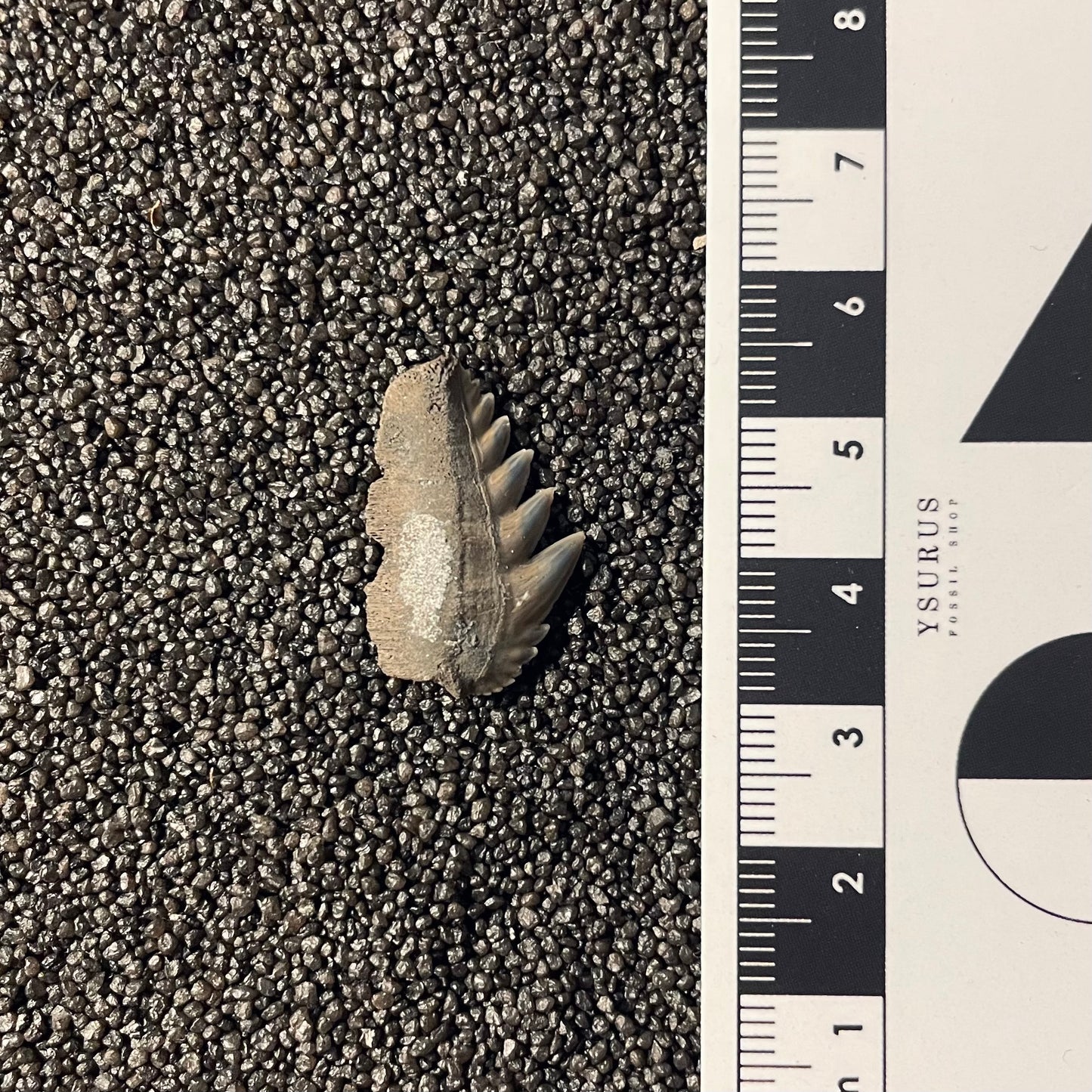 F2351 | Squalo | Notorynchus primigenius