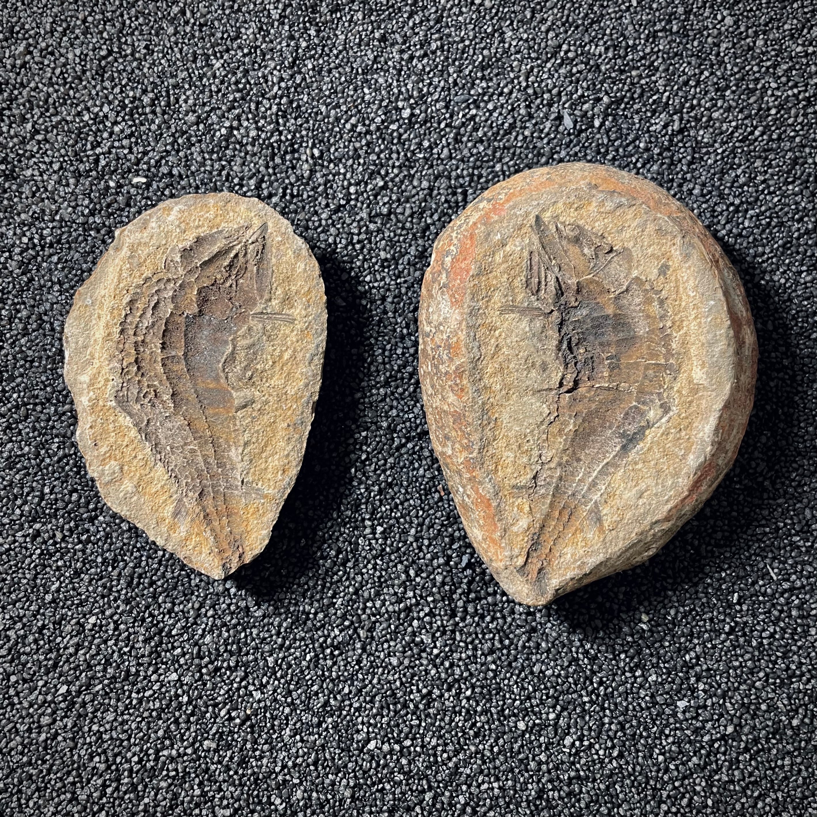F2013 | Pesce | Australosomus merlei – Ysurus Fossil Shop