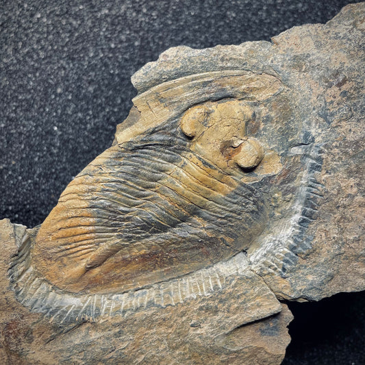 F1585 | Trilobite | Nobiliasaphus nobilis