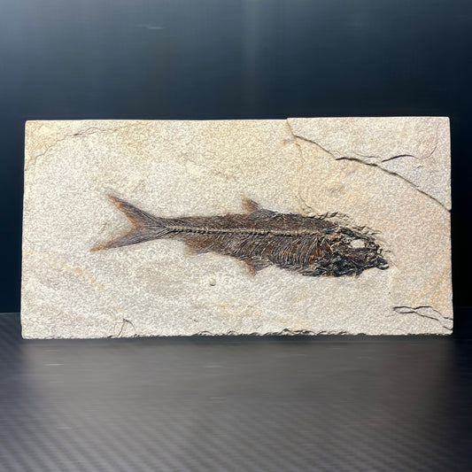 F3072 | Pesce | Knightia eocaena